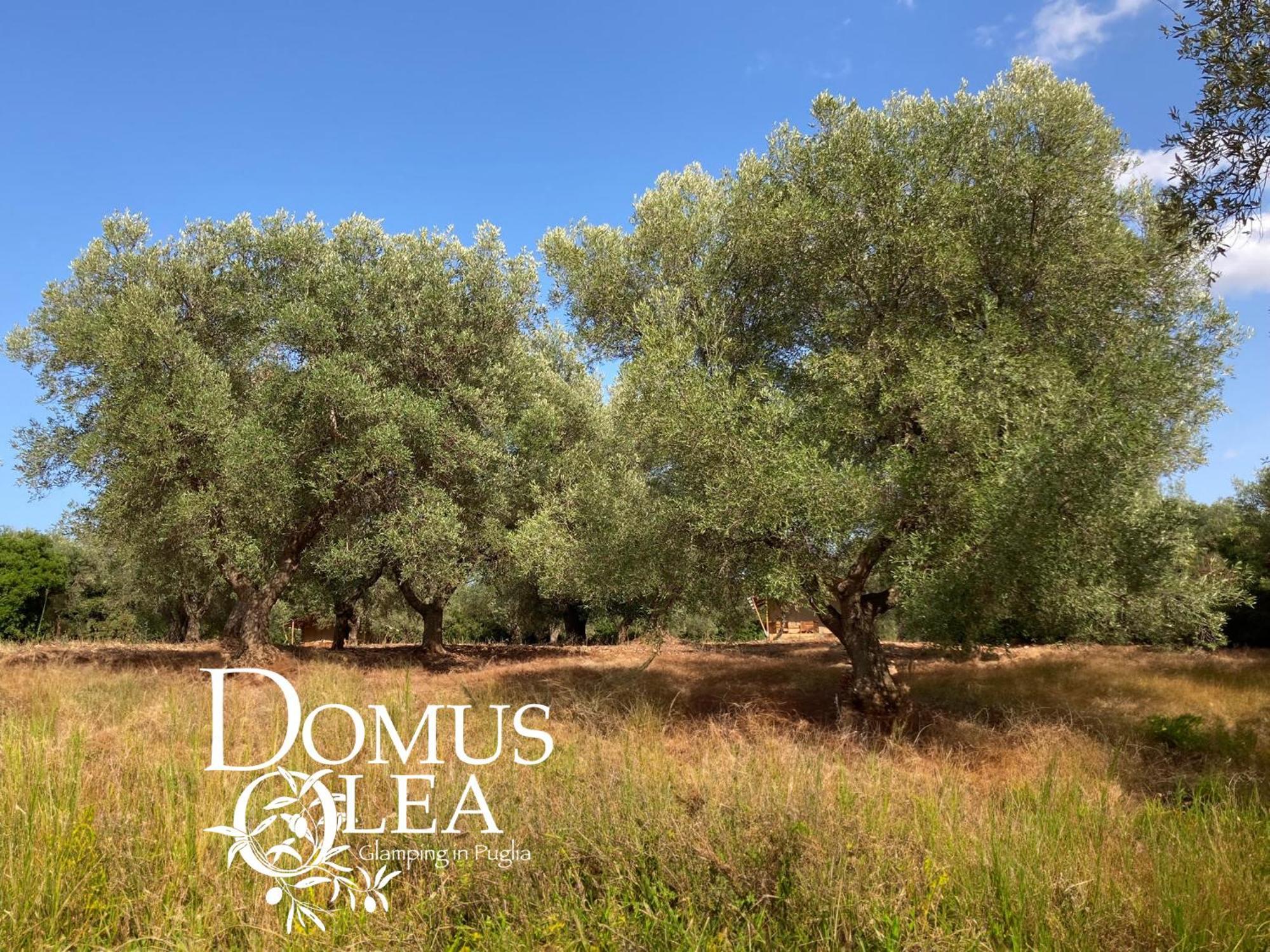 Domus Olea Glamping Hotel เชจลีเมสซาปิกา ภายนอก รูปภาพ